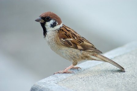 گنجشک‌ها؛ ناجی حیات انسانی