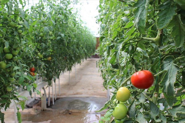 تخصیص 13،000 متر مربع زمین در دانشگاه آزاد اسلامی رفسنجان برای پرورش گوجه فرنگی و گوجه فرنگی
