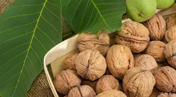 مقایسه گردو چندلر و فرنور؟