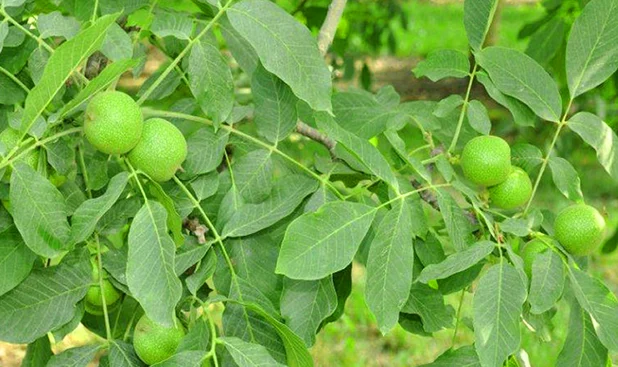 بهترین نهال گردو چیست