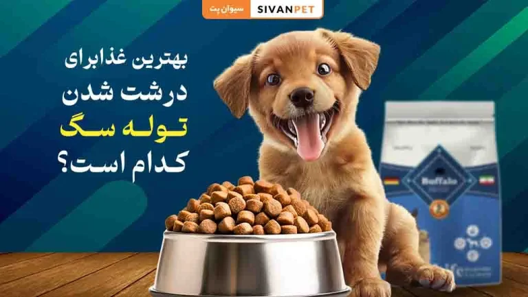 بهترین غذا برای درشت شدن توله سگ کدام است؟